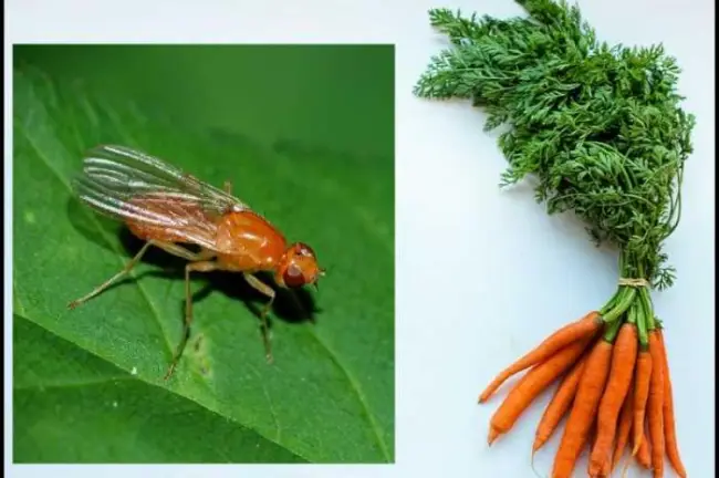 Народные средства от морковной мухи
